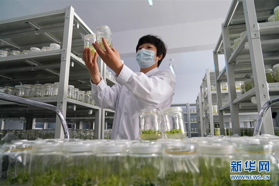 （集中連片特困地區貧困村調研行&middot;圖文互動）（2）壩上小村莊　闊步奔小康&mdash;&mdash;河北張北縣德勝村脫貧調查