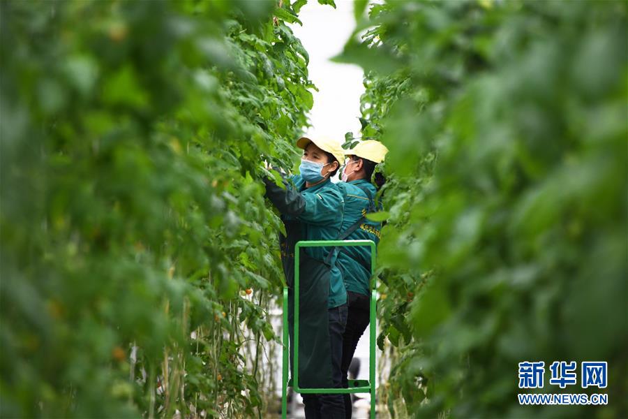 （五中全會精神在基層&middot;圖文互動）（1）從黃土荒坡到萬畝良田&mdash;&mdash;蘭州新區現代農業發展&ldquo;變奏曲&rdquo;