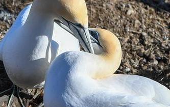 塘鵝的&ldquo;戀愛季節&rdquo;