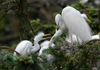 &ldquo;鷺鳥王國&rdquo;生機勃勃