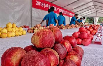 北京平谷舉行&ldquo;甜桃王&rdquo;擂臺賽