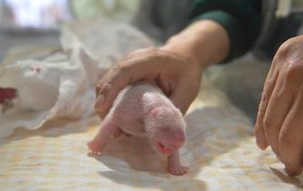 野外引種大熊貓&ldquo;草草&rdquo;產下龍鳳胎