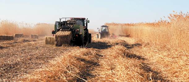 &ldquo;機戰&rdquo;百萬畝蘆蕩