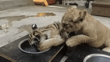 &ldquo;萌萌噠&rdquo;！虎獅&ldquo;姊妹花&rdquo;