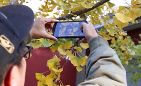 拯救你的拍照技術！五招用手機拍出唯美銀杏照