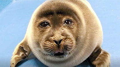 酷似&ldquo;大叔臉&rdquo; 日本小海豹爆紅網絡