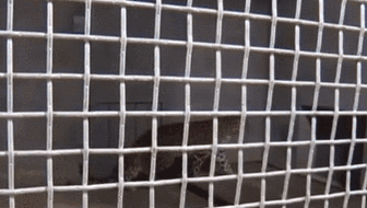 杭州通報(bào)&ldquo;金錢豹外逃事件&rdquo;調(diào)查進(jìn)展