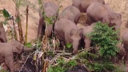大象去哪兒：專家&mdash;&mdash;消化能力差 象群為美食四處奔波