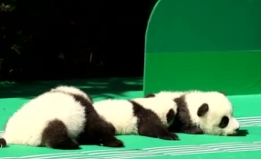 &ldquo;萌神&rdquo;駕到！新生熊貓寶寶&ldquo;C位&rdquo;亮相