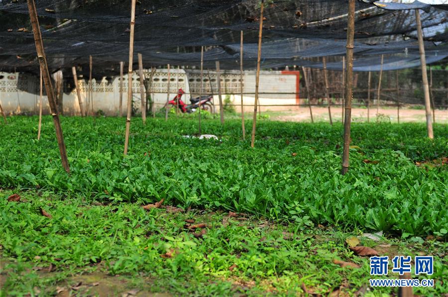 （國際&middot;&ldquo;一帶一路&rdquo;高峰論壇&middot;圖文互動）（3）蔬菜基地誕生記&mdash;&mdash;中國技術讓老撾首都郊區農戶受益匪淺