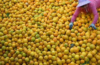 江西：&ldquo;臍橙之鄉&rdquo;豐收采摘忙